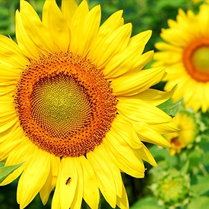 Sunflower Fragrance Oil