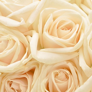 White Rose Fragrance Oil