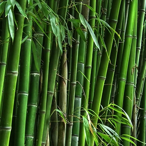 Bamboo fragrance oil