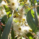 Eucalyptus fragrance oil