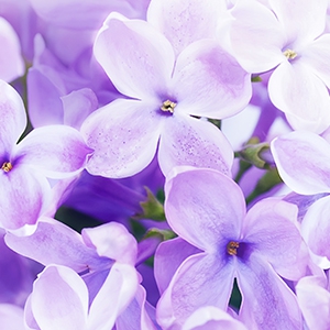 Violet fragrance oil